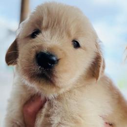 Gladus - Golden female Golden Retriever puppy in Saint Pauls, North Carolina from Copperfield’s Goldens