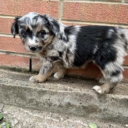 Patches - Blue merle male Australian Shepherd puppy in Bailey, Colorado from Silverheels Australian shepherds