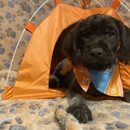 Wirehaired Pointing Griffon Puppies from Harmony Hills Griffons