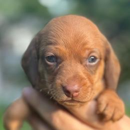 Pearl - Red female Dachshund puppy in Lakeland, Florida from Elite Doxies Florida