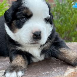 Miniature Australian Shepherd Puppies from Ice Blue Aussies