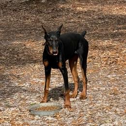 Nick - Black and rust male Doberman Pinscher puppy in Lake City, Florida from Paintedcrazy Doberman Pinchers