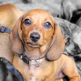 The Easy Going One - Red female Dachshund puppy in Mountain Grove, Missouri from Blueprint K9 Dachshunds- www.BlueprintK9.com