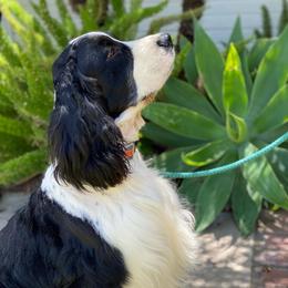 Charlie - English Springer Spaniel