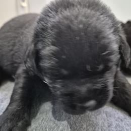 Rocky Orange collar - Black male Labrador Retriever puppy in Greenwich, Ohio from Pure Gem Kennel