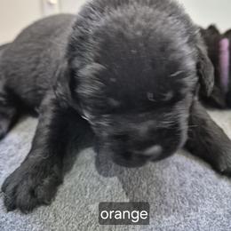 Rocky Orange collar - Black male Labrador Retriever puppy in Greenwich, Ohio from Pure Gem Kennel