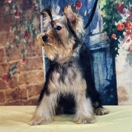 Yorkshire Terrier Puppies from Gator Garden Yorkies