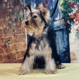 Yorkshire Terrier Puppies from Gator Garden Yorkies