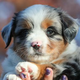 Forrest - Blue merle male Miniature American Shepherd puppy in Valparaiso, Indiana from Wigglebutt