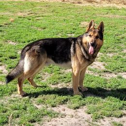 Coda - German Shepherd
