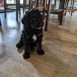 Louie - Black phantom male Aussiedoodle puppy in Yacolt, Washington from Aussiedoodles by Maggie