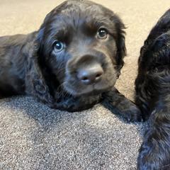 Boykin Spaniel Puppies from White Acres