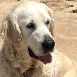 Golden Retrievers from Island Companions