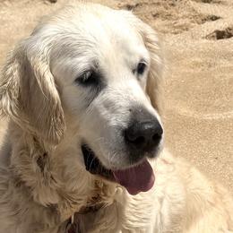 Golden Retrievers from Island Companions