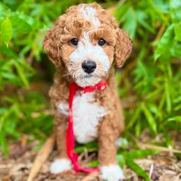 TOY Patrick - Red  male Goldendoodle puppy in North Port, Florida from Paradise Coast Doodles