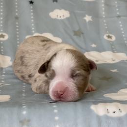 Jace - Red merle male Miniature Australian Shepherd puppy in Wesley Chapel, Florida from August Oaks Aussies