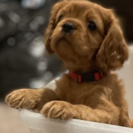 Cavalier King Charles Spaniel Puppies from Neal Cavaliers