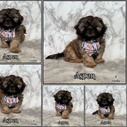 Aspen - Gold male Shih Tzu puppy in Yelm, Washington from Lala's All Star Shih Tzu