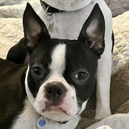 Frankie - Boston Terrier
