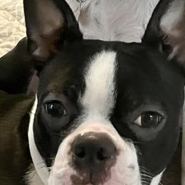 Frankie - Boston Terrier