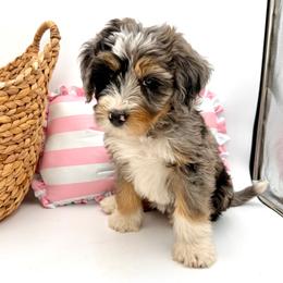 Lily (Purple) - Tri-color female Bernedoodle puppy in Highland, Utah from Angel Pups Deluxe