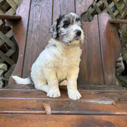 Comet - Merle male Saint Berdoodle puppy in Traverse City, Michigan from Bare Paws Saint Berdoodles