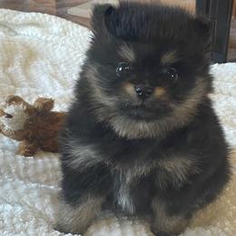 AKC Lil Annie - Black and tan female Pomeranian puppy in Parker, Colorado from Nikki’s lil Pomeranians