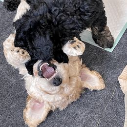 Goldendoodle Puppies from Doodlebloom Farm