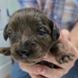 Milo - Red merle male Aussiedoodle puppy in Windom, Texas from Wild Farm Puppies