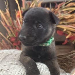 Gracy - Black sable female Belgian Malinois puppy in Silsbee, Texas from Tactimal K9 Kennels