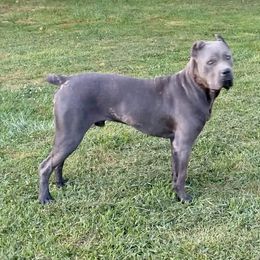 Apollo - Cane Corso