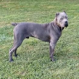 Apollo - Cane Corso