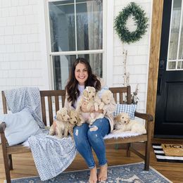 Goldendoodle Puppies from Lakeside Doodles MN