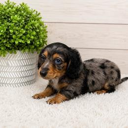 Stitch - Dapple male Dachshund puppy in Smithville, Oklahoma from Bristy’s Pampered Pups