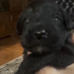 Daisy - Black female Miniature Schnauzer puppy in Port Orange, Florida from Blue Ribbon Schnauzers