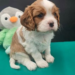 Dos - Blenheim male Cavalier King Charles Spaniel puppy in Longview, Texas from Casanova Cavalier King Charles Spaniels