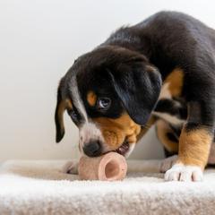 Entlebucher Mountain Dog Puppies from Mont Blanc