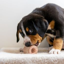 Entlebucher Mountain Dog Puppies from Mont Blanc