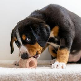 Entlebucher Mountain Dog Puppies from Mont Blanc