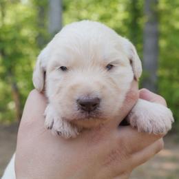 Esben Wingfeather - Cream male Labradoodle puppy in Rock Island, Tennessee from Harvest Sky Kennels