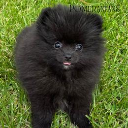 AKC WEDNESDAY - Black female Pomeranian puppy in Watkins Glen, New York from Wicked Spirits Pomeranians