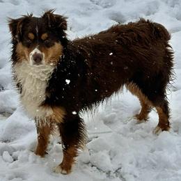 Miniature Australian Shepherds and Toy Australian Shepherds from Duclops Ranch Aussies