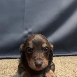 Grace - Chocolate and cream female Dachshund puppy in Rusk, Texas from S&C Doxies