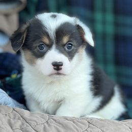 Della - White and black female Pembroke Welsh Corgi puppy in Washington, Arkansas from Foxy Knoll Farm