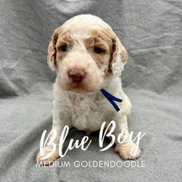 Blue Boy - Parti male Goldendoodle puppy in Travelers Rest, South Carolina from Bailey Mountain Doodles