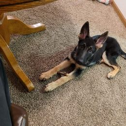 German Shepherd Puppies from Sandy’s Shepherds