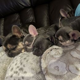 French Bulldog Puppies from Wyatt and co Frenchies