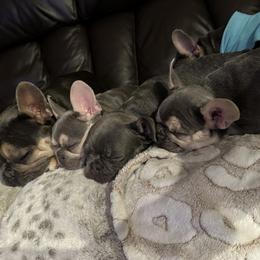 French Bulldog Puppies from Wyatt and co Frenchies