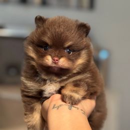 Tinker bell - Chocolate and tan female Pomeranian puppy in Enumclaw, Washington from SantaAnna Pomeranians