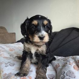 Iron Man - Tri-color male Bernedoodle puppy in Blackfoot, Idaho from Draper Mountain Doodles